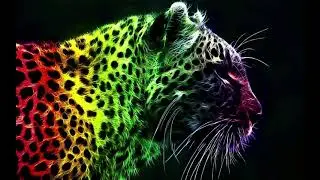 Animal wallpaper video