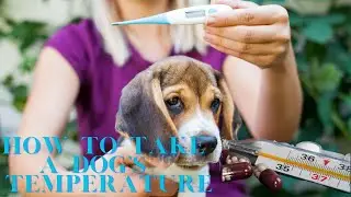 How To Take a Dog's Temperature.
