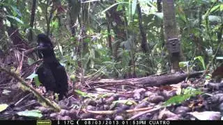 Long-wattled umbrellabird (Cephalopterus penduliger)