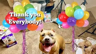 My Dog Opening Birthday Gifts From YOU