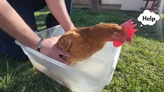How to treat an eggbound chicken at home