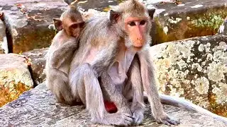 Elder Monkey Jade Guides Her Two Little Babies While Foraging on Stone Path