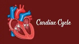 Cardiac Cycle and Factors affecting Heart Sounds||Harrison Internal Medicine ||