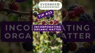 Growing #Blackberries Top 30 daily tips (Day 23/30 - short) | EVERBEE GARDENING #garden #growyourown