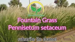 Fountain Grass || Pennisetum setaceum || Rajesh Saini