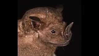 Artibeus obscurus