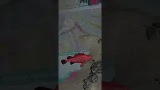 free app DEVAR RAHASIA SAMUDRA IKAN SEBASTES DIA JANGAN SENTUH WARNA BERACUN 🐟