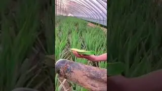Aloe vera farming | organic aloe vera #food#delicious#streetfood#foodlover#foodie#shorts#subscribe
