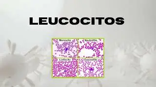 Leucocitos