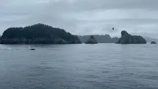 Humpback Whales in Kenai Fjords National Park | Alaska