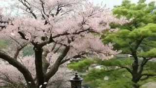 Sakura Flow