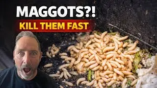 Как быстро избавиться от личинок (и предотвратить их повторное появление)