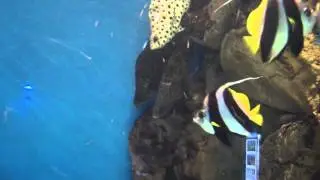 Групер леопардовый. Chromileptes altivelis.