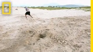 Stealing Turtle Eggs Got People Shot, But The Thievery Continues | National Geographic