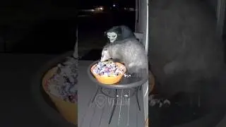 Witch Scares Possum Half To Death 😂🧙&zwj;♀️