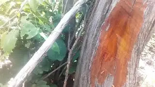Mais uma Árvore da Caatinga: Candeia - Canal do Banda