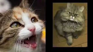 Angry Cats Sound Effects |catsworldshabeenkhan