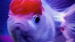 Low budget fighter fish tank