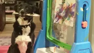 K9 Artist Brody Paints for the SPCA Suncoast Shelter Dog & Cats