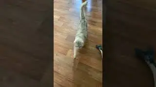 😹😂🤣 #cat #красиваякошка #world #cute #веселыекоты #russia #kitten #прикольныекоты #котик #коты