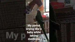 parrot crying like a baby
