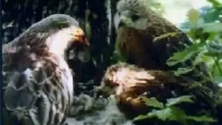 Israel National Bird Referendum part 1