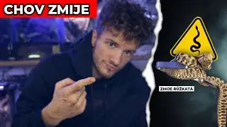 JEDEN Z NEJJEDOVATĚJŠÍCH HADŮ EVROPY!