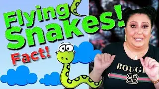 Flying Snakes!