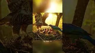 Hawk Attack in the Forest | Mother Bird Defends Her Nest | 4K Wildlife