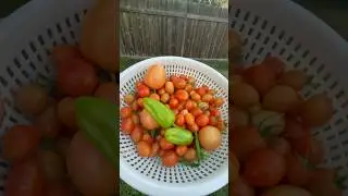 Backyard Bounty! 🌿 Fresh Tomatoes Haul