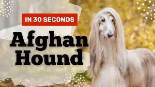 Afghan Hound - In 30 seconds! 🐶 | Zootub3