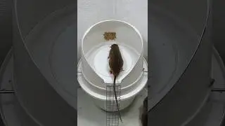 Best mouse trap idea/good rat trap at home #mousetrap2020 #mousetrap