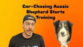 Training an Aussie Shepherd Who Chases Cars and Won&rsquo;t Recall