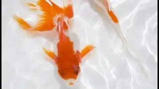 Baby  Fish 2 Adult Fish