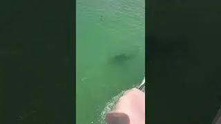6/23/22  SHARKS!!!!!!