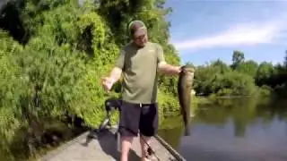 Wades toad on a toad