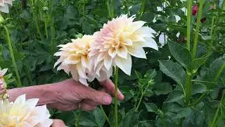 102. How to Get Longer Stems by Disbudding Plants.