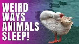 The Way These Animals Sleep May Shock You