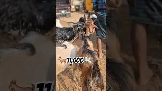 🐐11,000💸രൂപ വില ചോദിക്കുന്ന ആട് ചട്ടിപ്പറമ്പ ചന്തയിൽ Chattipparamba adu chanda | #goat#cattlevlogger