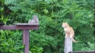 Squirrel vs Cat | When you're a mediocre hunter | Animals fails