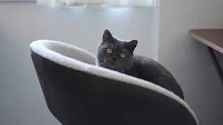 Winstonun Gimballe imtihanı