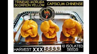 GET YOUR PREMIUM ISOLATED PEPPER SEEDS!! #jppepperseeds #awesome #germination ￼