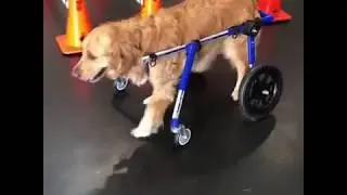 Gypsy Takes Her First Steps in Walkin' Wheels Dog Wheelchair!
