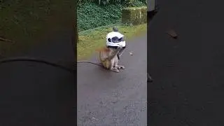 猴哥出門三寶：安全帽、笑容、好心情！Motorcycle helmet＃monkey