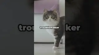 Meet the Internet's New Feline Star!