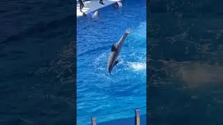 🐬 Spectacular Dolphin Leap! 🐬