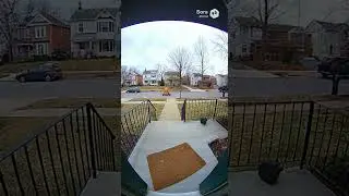 Thief vs. Inflatable Bear 🐻📦 Forex Trading Security Fails! #ForexFails #TradingHumor