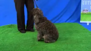 Adorable Dog Reilly Tries a Rollover for Talent Hounds