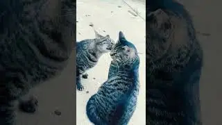 Zoolander & CHACHI Trap 🪤 Hard 🐱🐱 #cat #lilcrypto #beautiful #cats #dailyshorts #fans #loveyou