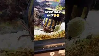 Standin on it #asmr #vibes #aesthetic #nature #funny #art #experience #chill #crab #aquarium
